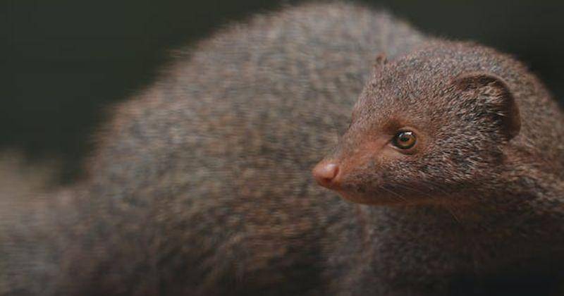 Pexels/Rajitha Fernando